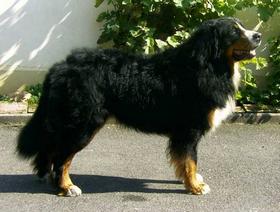 Berner Sennenhund Etienne von Murau